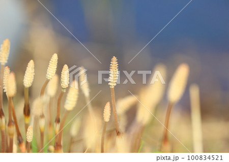 水辺の土筆(つくし) 水辺の土筆(つくし) 100834521