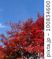 紅葉 100834600