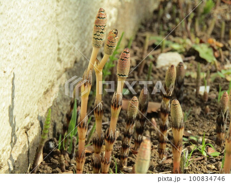 春の野草の代表ツクシ 春の野草の代表ツクシ 100834746