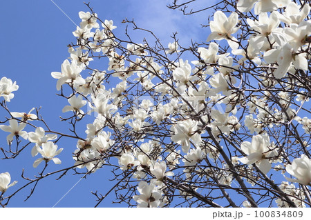 青空とハクモクレン 100834809