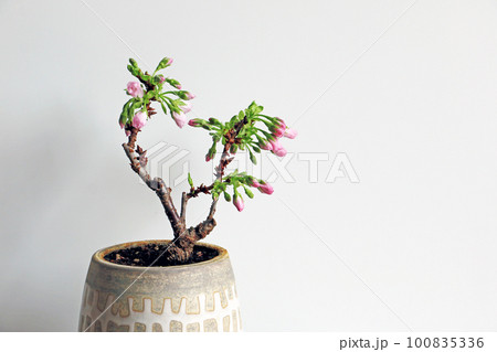 白バックのピンク色の桜の蕾 100835336