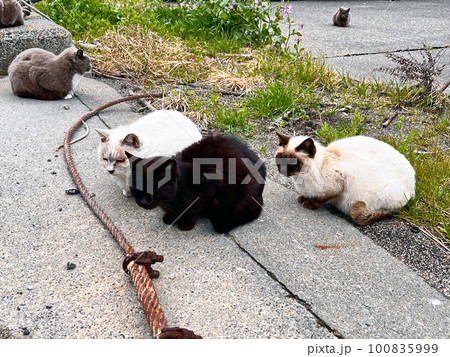 野良猫 南無谷漁港に捨てられた家猫・地域猫・捨て猫 野良猫 南無谷漁港に捨てられた家猫・地域猫・捨て猫 100835999