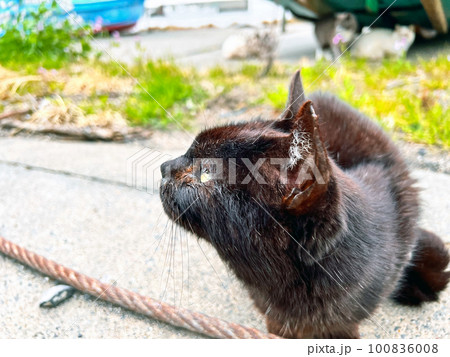 野良猫　南無谷漁港に捨てられた家猫・地域猫・捨て猫 100836008