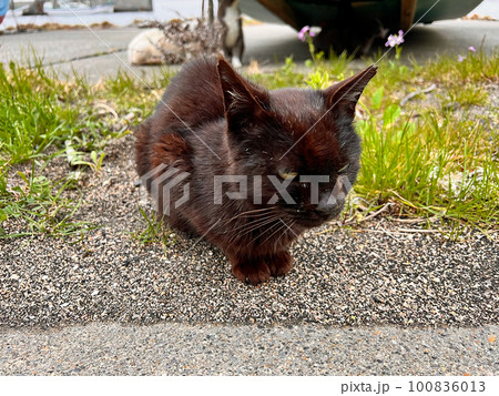 野良猫　南無谷漁港に捨てられた家猫・地域猫・捨て猫 100836013