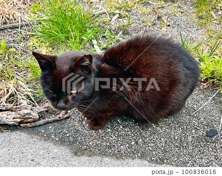 野良猫　南無谷漁港に捨てられた家猫・地域猫・捨て猫 100836016