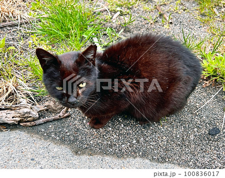 野良猫 南無谷漁港に捨てられた家猫・地域猫・捨て猫 野良猫 南無谷漁港に捨てられた家猫・地域猫・捨て猫 100836017