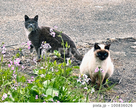 野良猫 南無谷漁港に捨てられた家猫・地域猫・捨て猫 野良猫 南無谷漁港に捨てられた家猫・地域猫・捨て猫 100836026