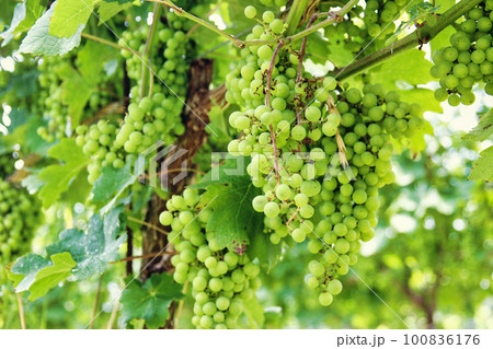 木に実ったブドウ、ワイン用、シャルドネ 100836176