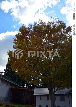 カトリック修道会～箱館トラピスチヌ修道院 100836227