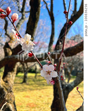 梅の花　千葉県佐倉市にある佐倉城址公園の梅林 100836256