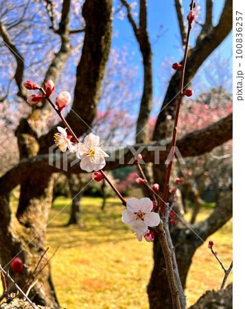 梅の花 千葉県佐倉市にある佐倉城址公園の梅林 梅の花 千葉県佐倉市にある佐倉城址公園の梅林 100836257