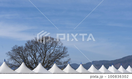 A zelkova tree with a magpie nest seen over the tent roof A zelkova tree with a magpie nest seen over the tent roof 100836302