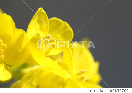 畑のハクサイの花　菜の花　3月中旬 100836766