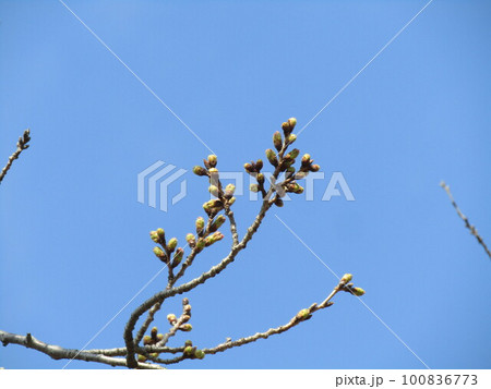 膨らんできたこじま花の会桜並木の桜の蕾 膨らんできたこじま花の会桜並木の桜の蕾 100836773