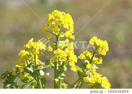 畑のハクサイの花 菜の花 3月中旬 畑のハクサイの花 菜の花 3月中旬 100836804