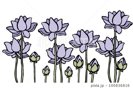 シンプルロータス蓮の花パープル薄紫 シンプルロータス蓮の花パープル薄紫 100836816
