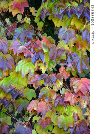 カトリック修道会~箱館トラピスチヌ修道院 カトリック修道会~箱館トラピスチヌ修道院 100836843