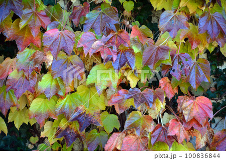 カトリック修道会～箱館トラピスチヌ修道院 100836844