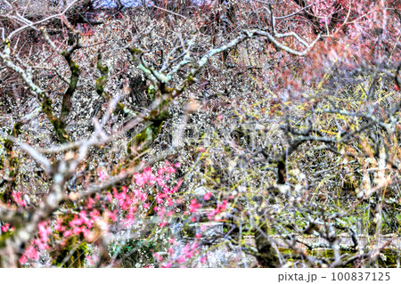 京都、北野天満宮の梅苑「花の庭」 京都、北野天満宮の梅苑「花の庭」 100837125