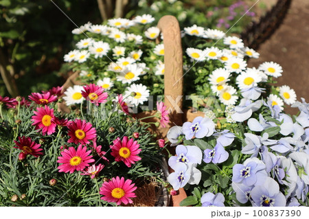 春の花寄せ鉢 春の花寄せ鉢 100837390
