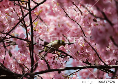 河津桜と枝に憩うメジロ white-eye resting on cherry branch 河津桜と枝に憩うメジロ white-eye resting on cherry branch 100837520
