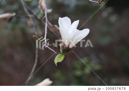 春の訪れを告げるコブシの花 100837678