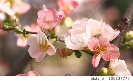 木瓜(ボケ)の花 100837779