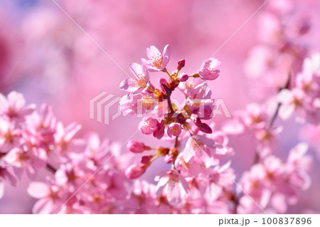 満開の桜 満開の桜 100837896