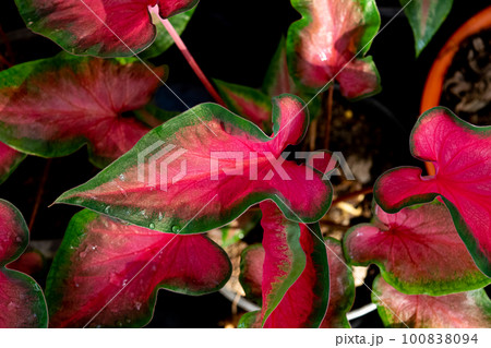 Colorful caladium with water droplets in the garden 100838094