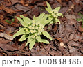 春を告げるフキノトウ 100838386