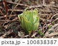 春を告げるフキノトウ 100838387