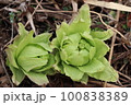 春を告げるフキノトウ 100838389