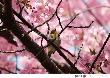 河津桜と枝に憩うメジロ white-eye resting on cherry branch 河津桜と枝に憩うメジロ white-eye resting on cherry branch 100838398