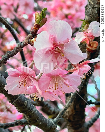 【千葉県香取郡多古町】栗山川の湖畔に咲く河津桜 100838417
