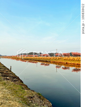 【千葉県香取郡多古町】栗山川の湖畔に咲く河津桜 100838422