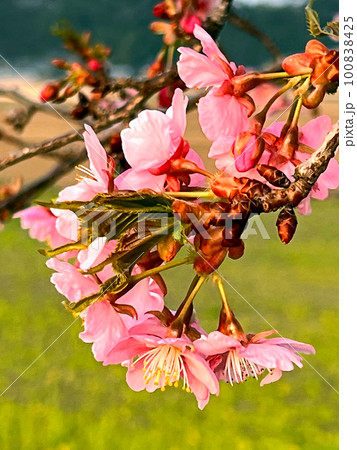 【千葉県香取郡多古町】栗山川の湖畔に咲く河津桜と菜の花 100838425