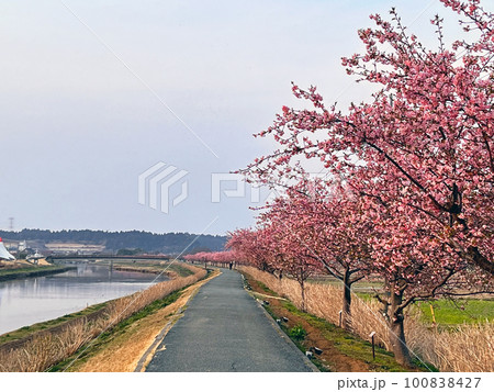 【千葉県香取郡多古町】栗山川の湖畔に咲く河津桜 100838427