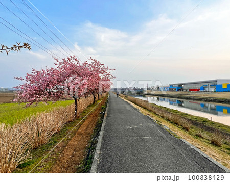 【千葉県香取郡多古町】栗山川の湖畔に咲く河津桜 100838429