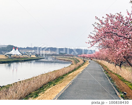 【千葉県香取郡多古町】栗山川の湖畔に咲く河津桜 【千葉県香取郡多古町】栗山川の湖畔に咲く河津桜 100838430