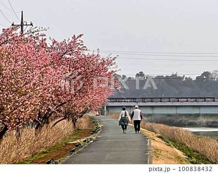 【千葉県香取郡多古町】栗山川の湖畔に咲く河津桜 【千葉県香取郡多古町】栗山川の湖畔に咲く河津桜 100838432