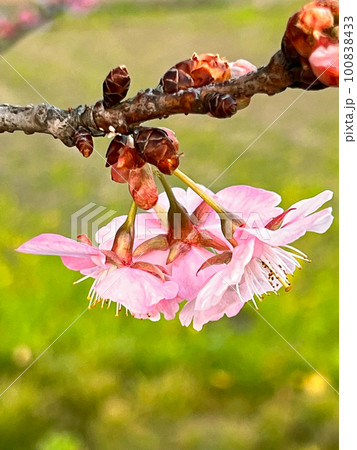 【千葉県香取郡多古町】栗山川の湖畔に咲く河津桜 100838433