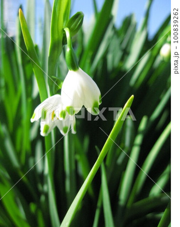 春を感じる、スノーフレークさんを撮影しました。 春を感じる、スノーフレークさんを撮影しました。 100839262