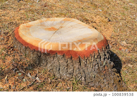 きれいな切り株 きれいな切り株 100839538