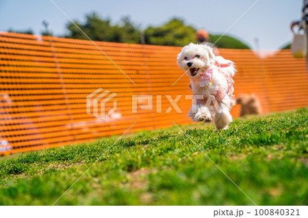 ドッグランを楽しむわんこ ドッグランを楽しむわんこ 100840321