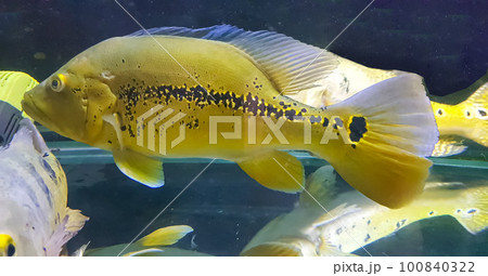 Beautiful Orinoco Peacock bass or Cichla Ocellaris, butterfly peacock bass is a very large species of cichlid from South America Beautiful Orinoco Peacock bass or Cichla Ocellaris, butterfly peacock bass is a very large species of cichlid from South America 100840322