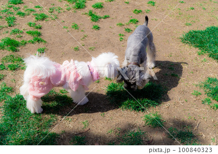 ドッグランで仲良くじゃれ合うわんこ ドッグランで仲良くじゃれ合うわんこ 100840323