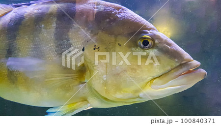 Beautiful Orinoco Peacock bass or Cichla Ocellaris, butterfly peacock bass is a very large species of cichlid from South America 100840371