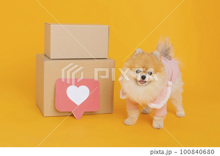 studio pet photography_delivery box and pomeranian dog studio pet photography_delivery box and pomeranian dog 100840680