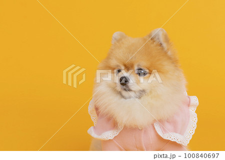 studio pet photography_sitting pomeranian dog 100840697