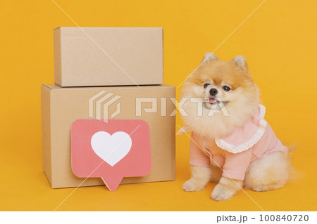 studio pet photography_delivery box and pomeranian dog studio pet photography_delivery box and pomeranian dog 100840720